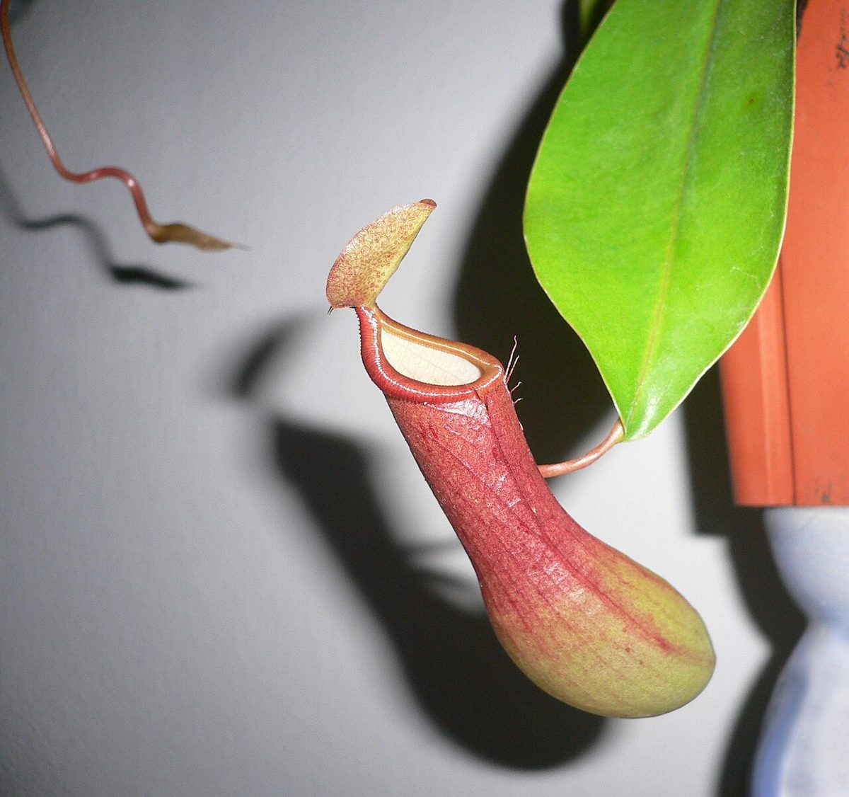 Nepenthes alata