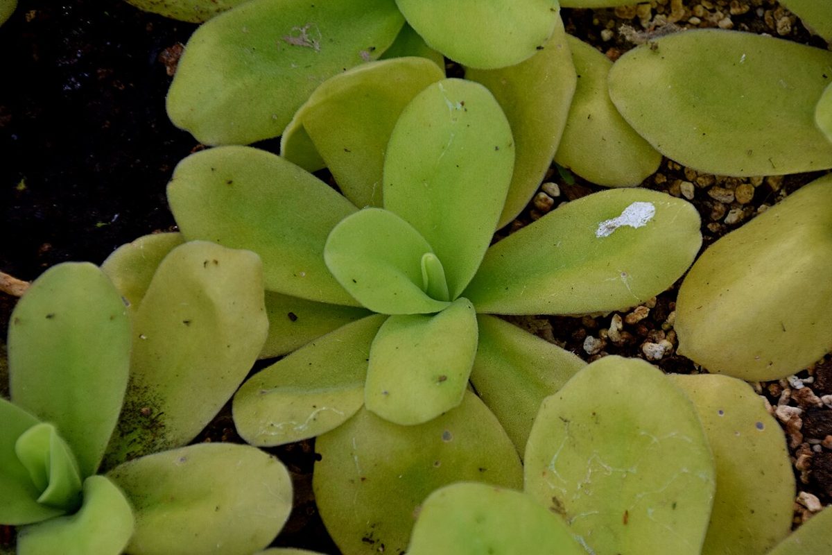 Pinguicula gigantea