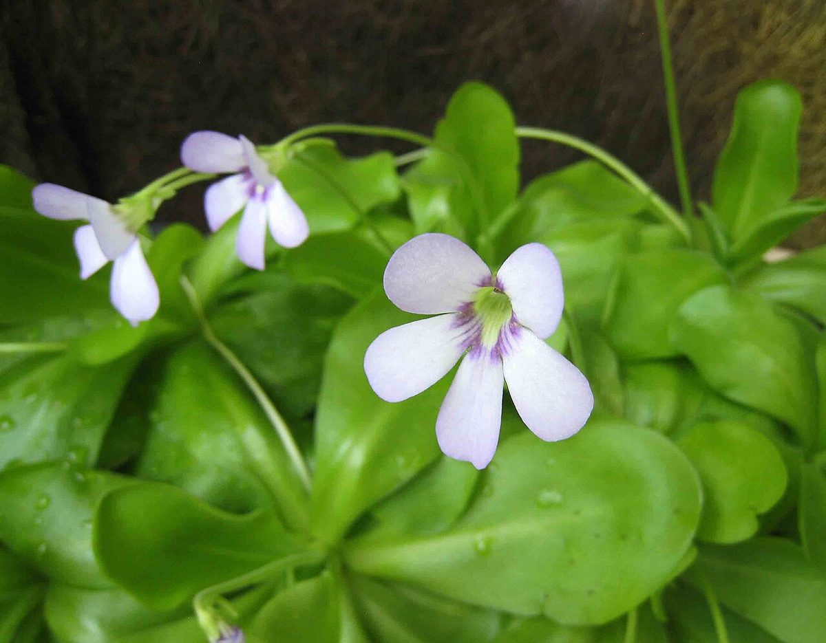 Pinguicula 'Tina'