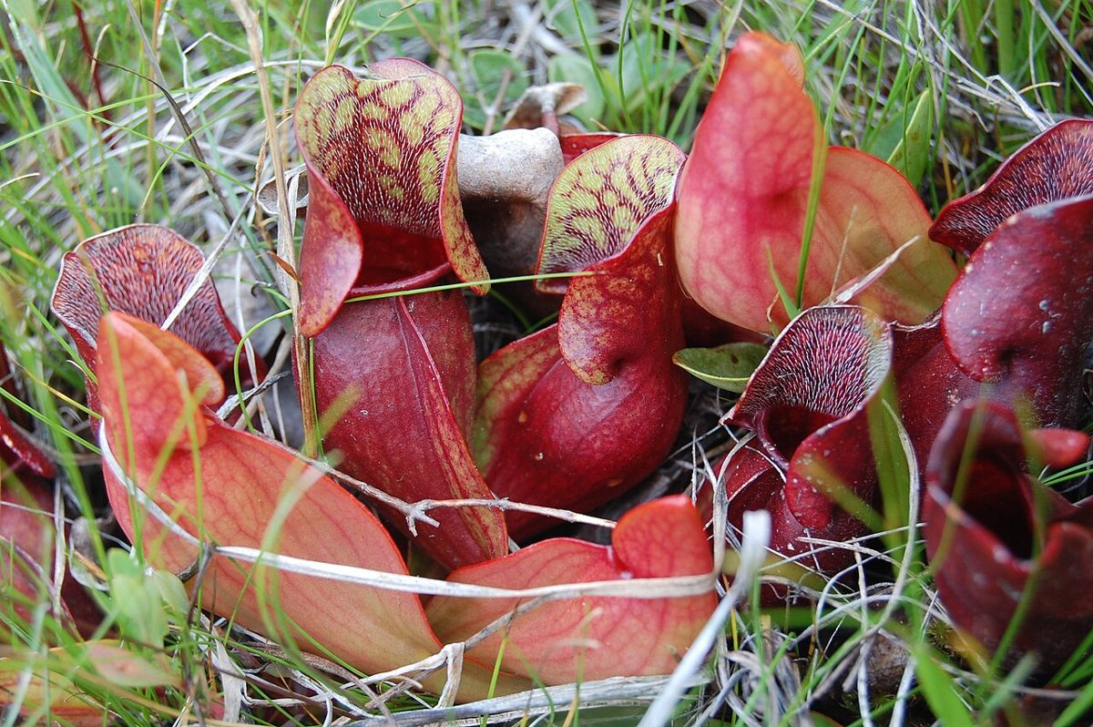 Sarracenia purpurea