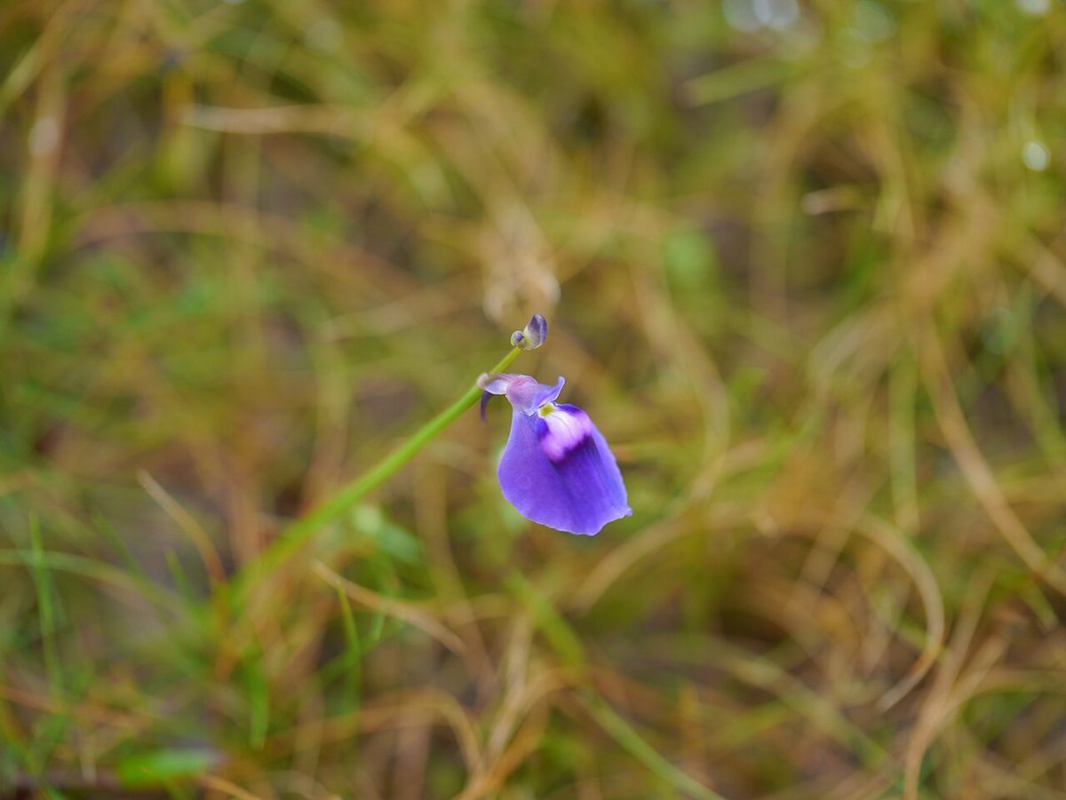 Utricularia graminifolia