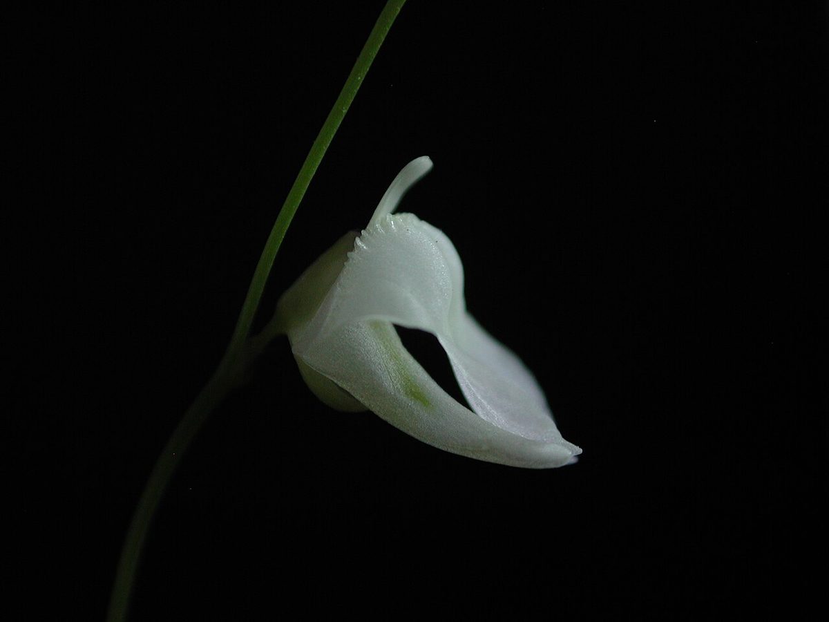 Utricularia livida