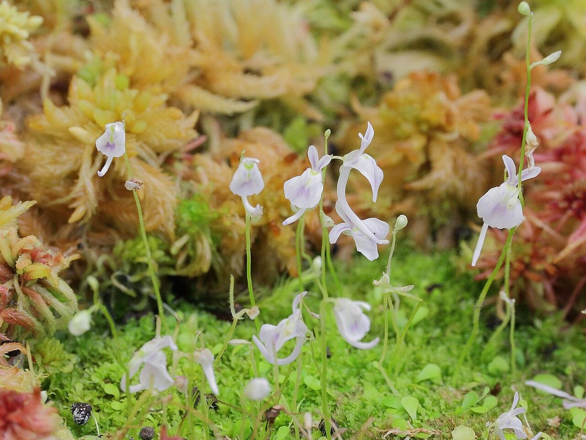 Utricularia sandersonii